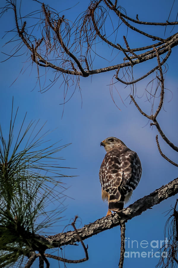 Red-shouldered hawk Photograph by Claudia M Photography