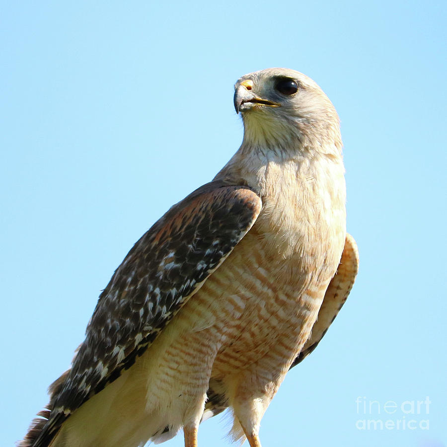Red-Shouldered Hawk Closeup Photograph by Carol Groenen
