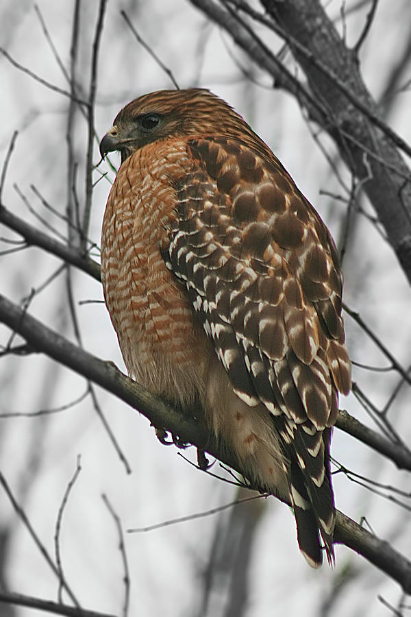 Red-Shouldered Hawk by CE Haynes Red-Shouldered Hawk by CE Haynes
