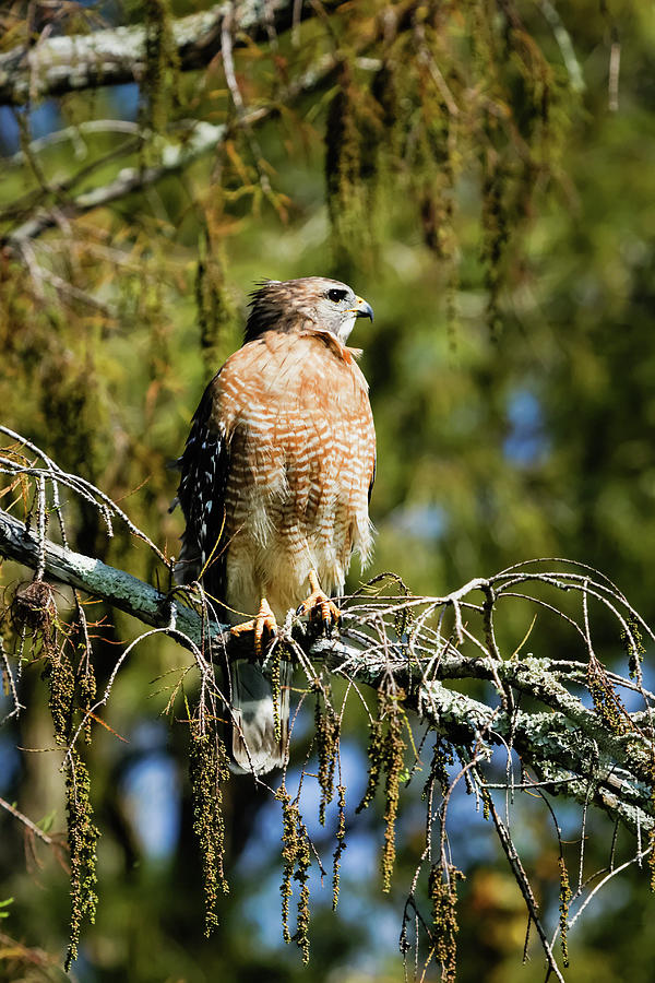 Red-Shouldered Hawk Photograph by Dawn Currie
