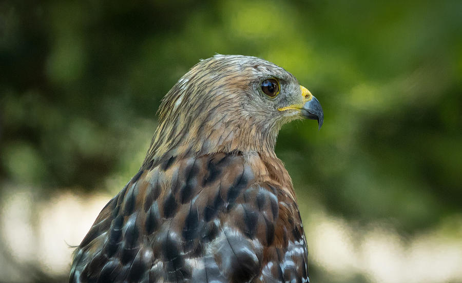 Red-Shouldered Hawk Photograph by Elizabeth Waitinas