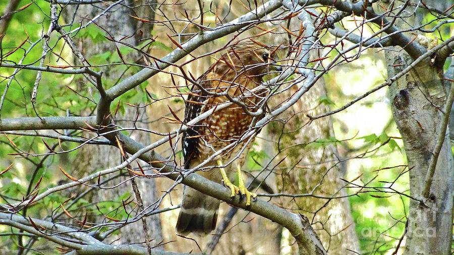 Red-shouldered Hawk Photograph by Eunice Warfel