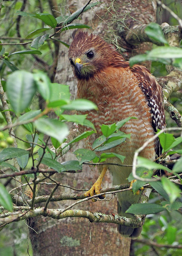 Red-shouldered Hawk Photograph by Farol Tomson