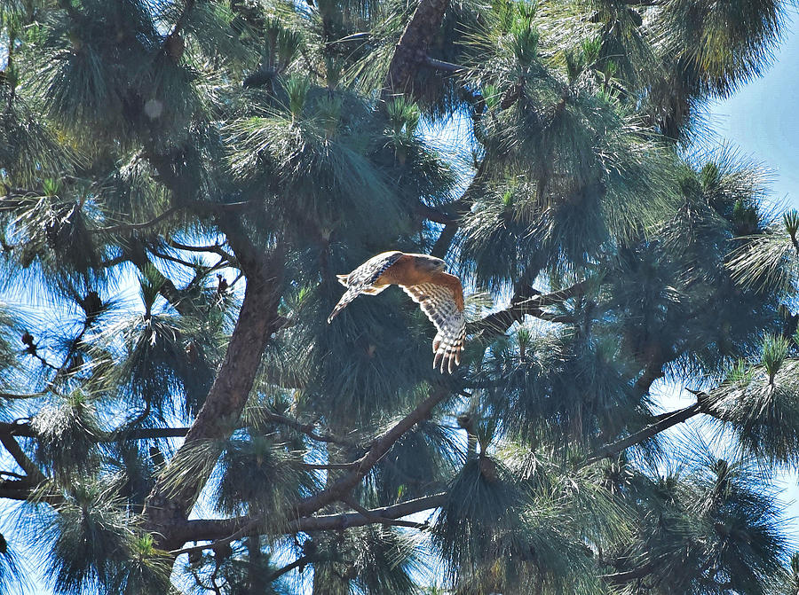 Red Shouldered Hawk Flying Away 1 Photograph by Linda Brody