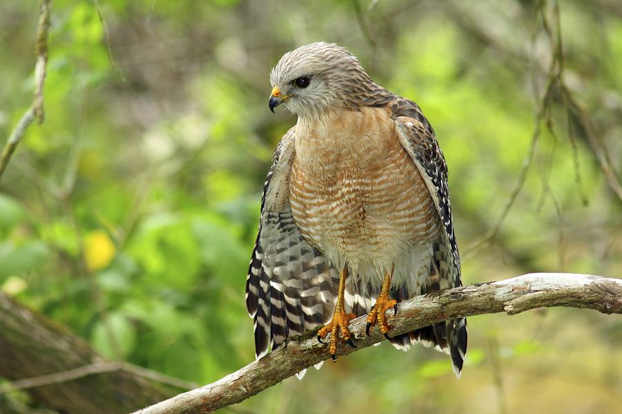 Red-shouldered Hawk Photograph by Gary Corbett