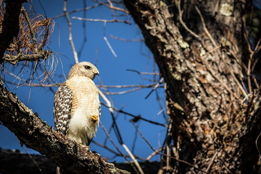 Red Shouldered Hawk Photograph by George Kenhan