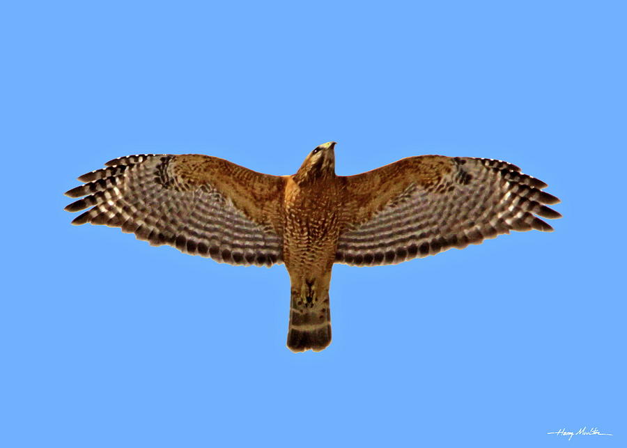 Red-shouldered Hawk Pyrography by Harry Moulton
