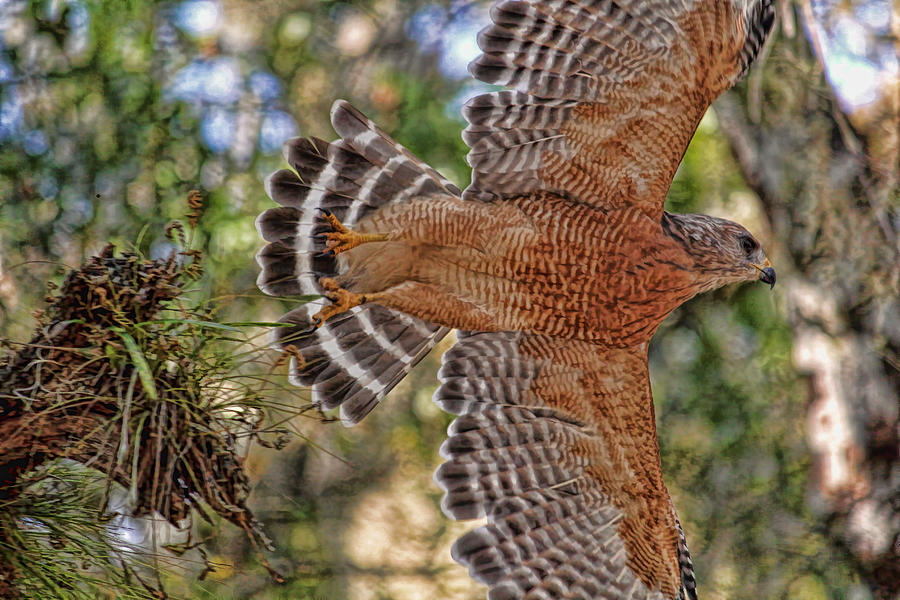 Red-shouldered Hawk In Flight  Photograph by HH Photography of Florida