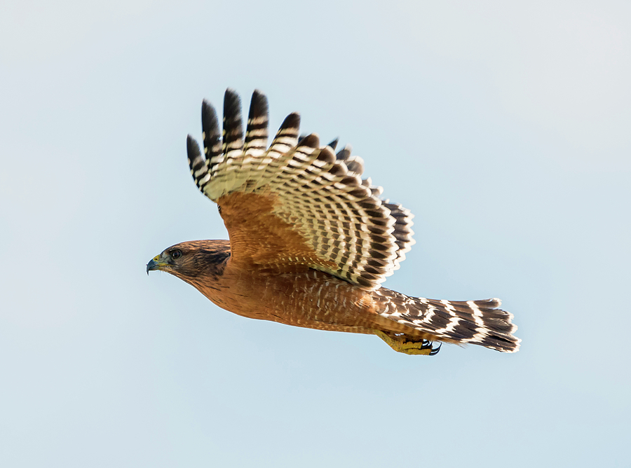 Red-shouldered Hawk in Flight Photograph by Loree Johnson