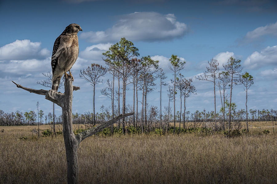 Wildlife Photograph - Red Shouldered Hawk in the Florida Everglades by Randall Nyhof