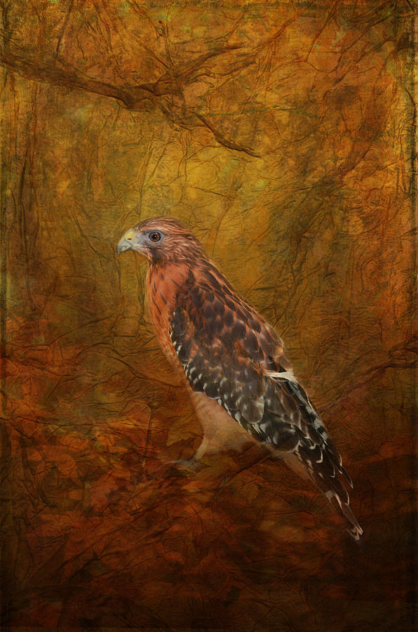 Red Shouldered Hawk in Woodlands Photograph by Carla Parris