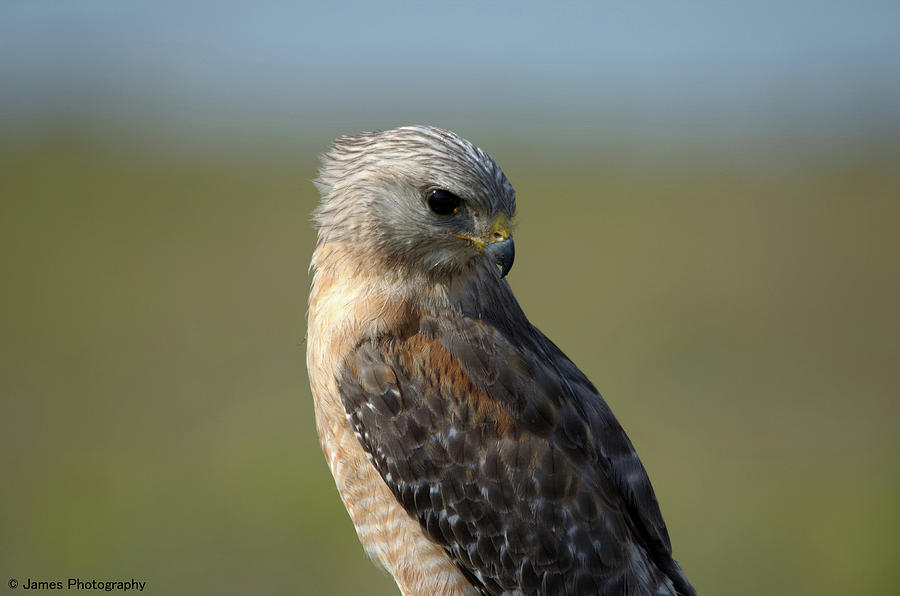 Red-shouldered Hawk Photograph by James Petersen