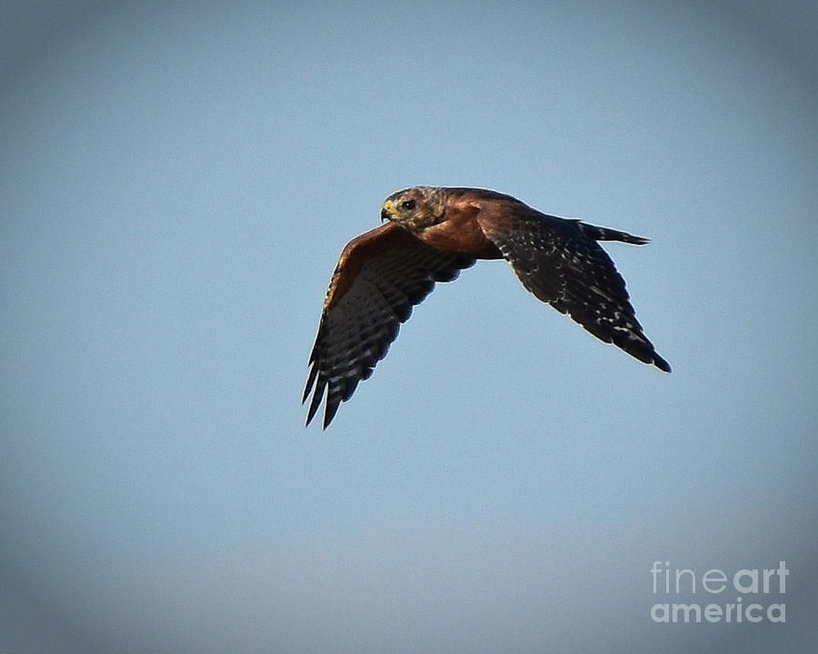 Wildlife Photograph - Red Shouldered Hawk by Jeanette Fiveash