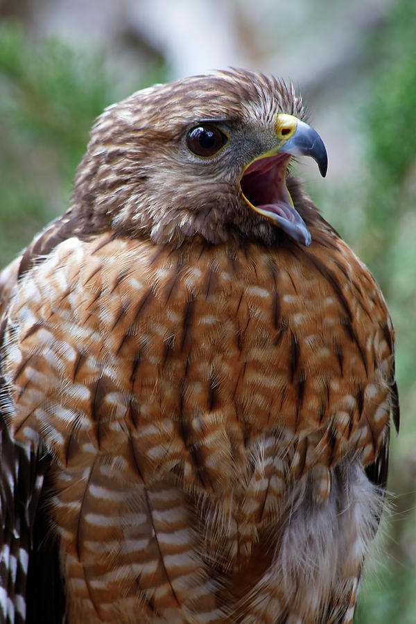 Red Shouldered Hawk Photograph
