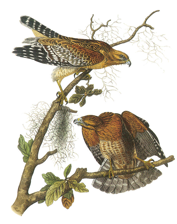 John James Audubon Painting - Red-Shouldered Hawk by John James Audubon