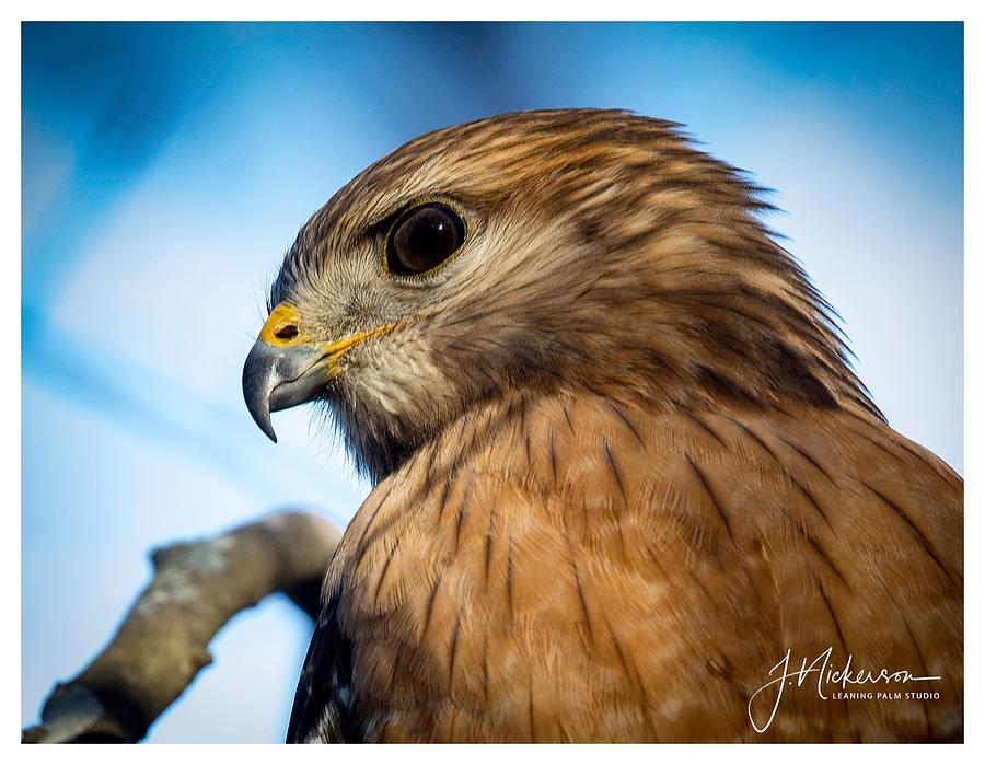 Red Shouldered Hawk by John Nickerson Red Shouldered Hawk by John Nickerson