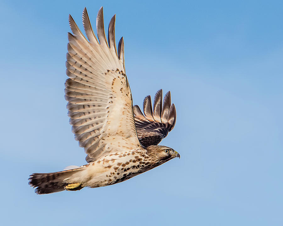 Hawk Photograph - Red-Shouldered Hawk Juvenile by Morris Finkelstein