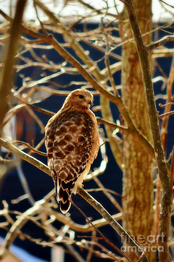 Red Shouldered Hawk Photograph by Kelly Nowak