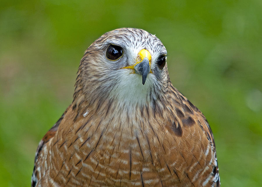 Red Shouldered Hawk Photograph by Kenneth Albin