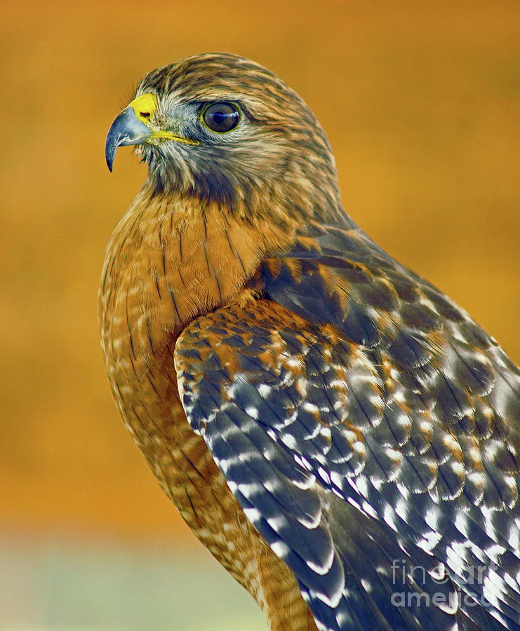 Red Shouldered Hawk Photograph by Larry Nieland