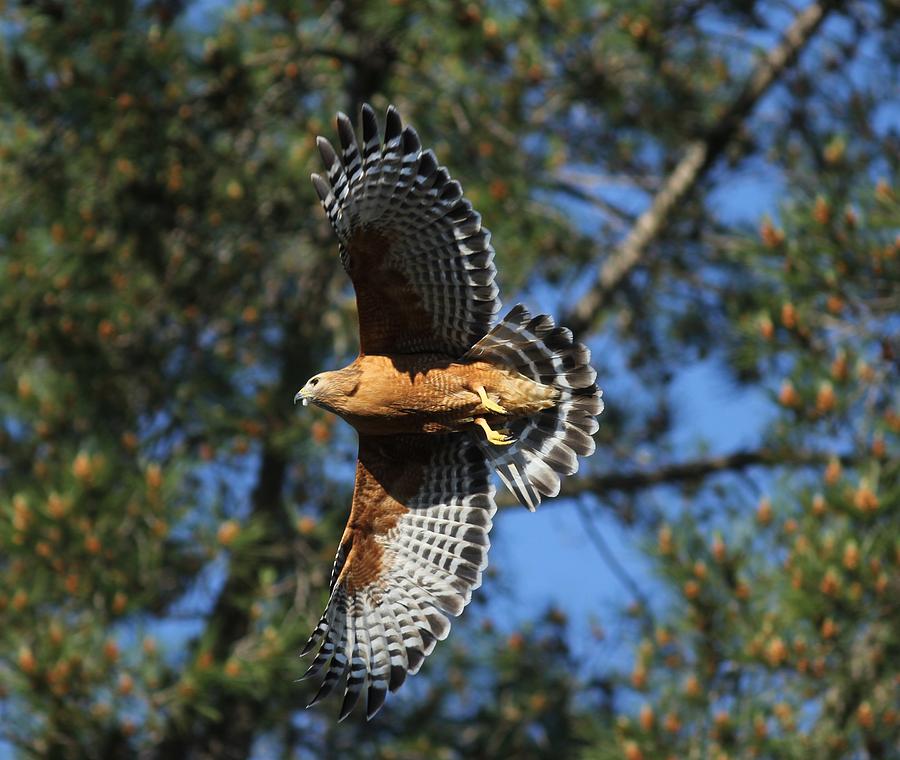 Red Shouldered Hawk Photograph