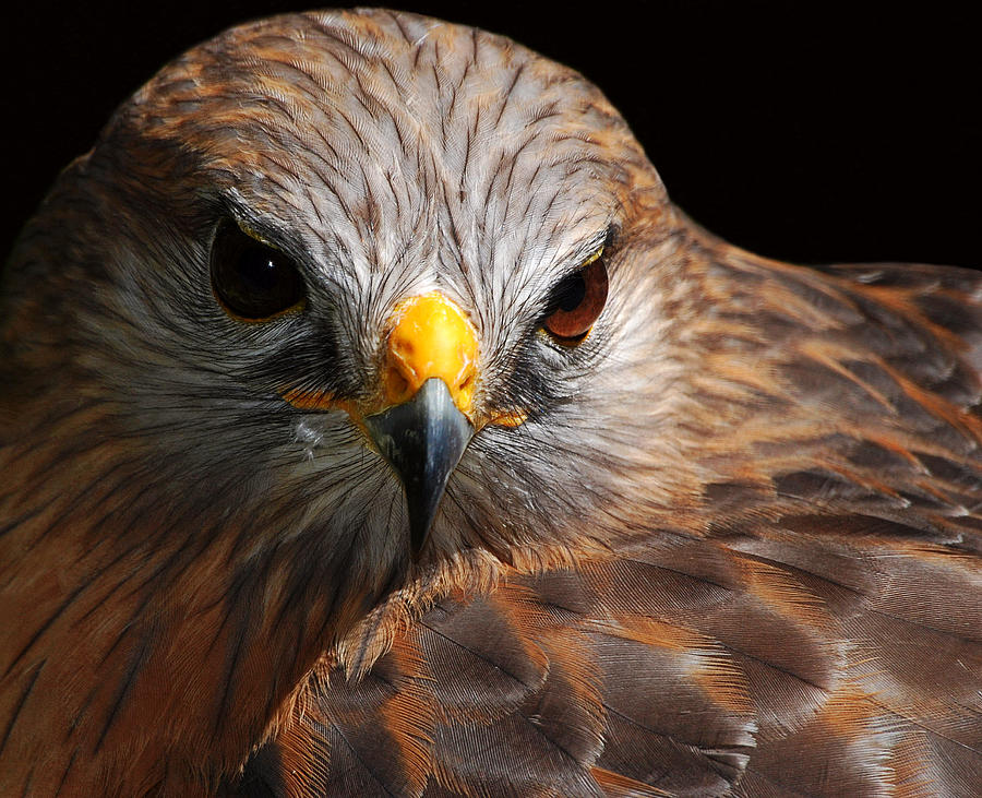 Hawk Photograph - Red-shouldered Hawk by Lorenzo Cassina