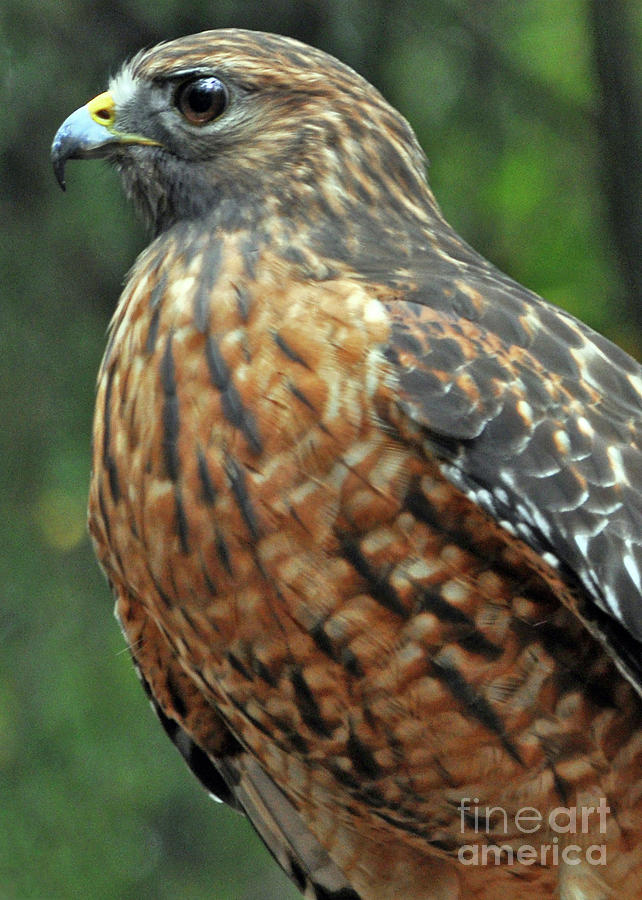 Red-Shouldered Hawk Photograph by Lydia Holly