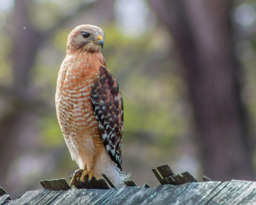 Red-Shouldered Hawk Photograph by Lynne Jenkins