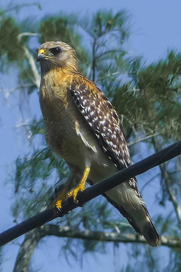 Red Shouldered Hawk Photograph by NaturesPix