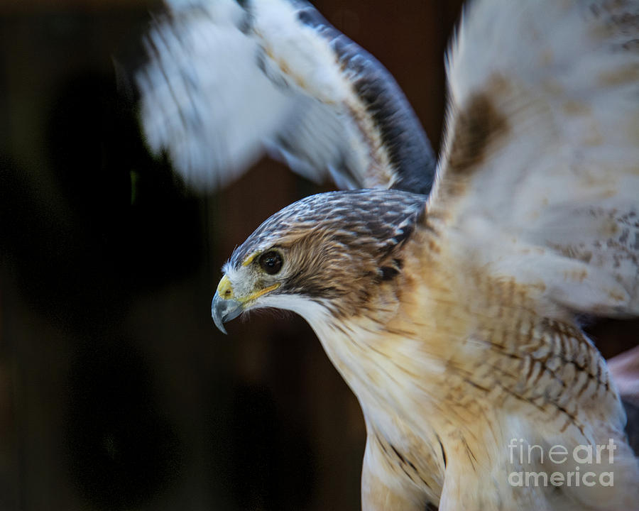 Red-shouldered Hawk No.2 Photograph by John Greco