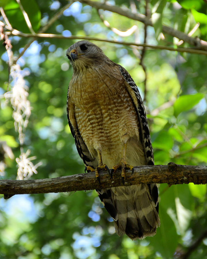Red-Shouldered Hawk of South Florida1 Photograph by Alex Vishnevsky