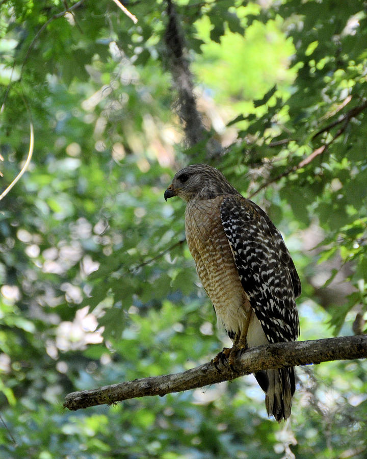 Red-Shouldered Hawk of South Florida2 Photograph by Alex Vishnevsky ...