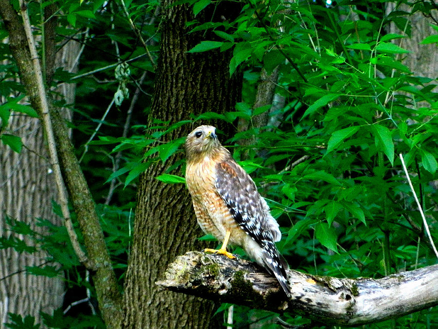 Red Shouldered Hawk Ohio Photograph