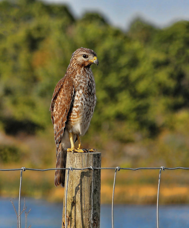 Red-shouldered Hawk On A Fence Post Photograph by HH Photography of Florida