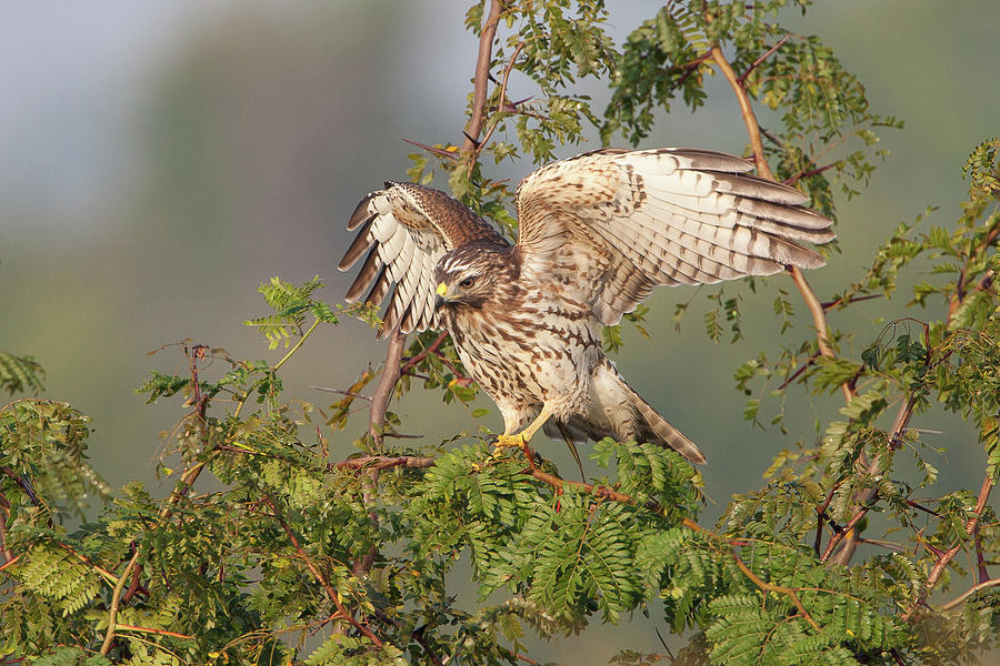 Red-shouldered Hawk on Locust Tree Photograph by Ronnie Maum - Fine Art ...