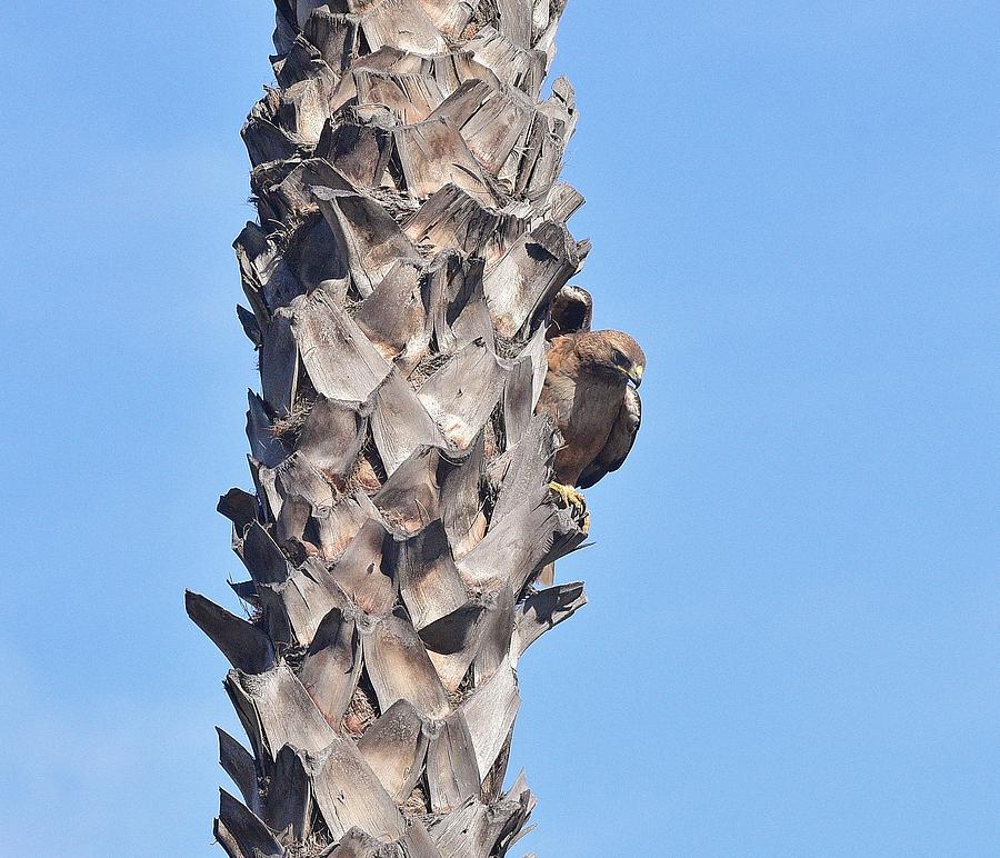 Red Shouldered Hawk On Palm Tree Photograph by Linda Brody