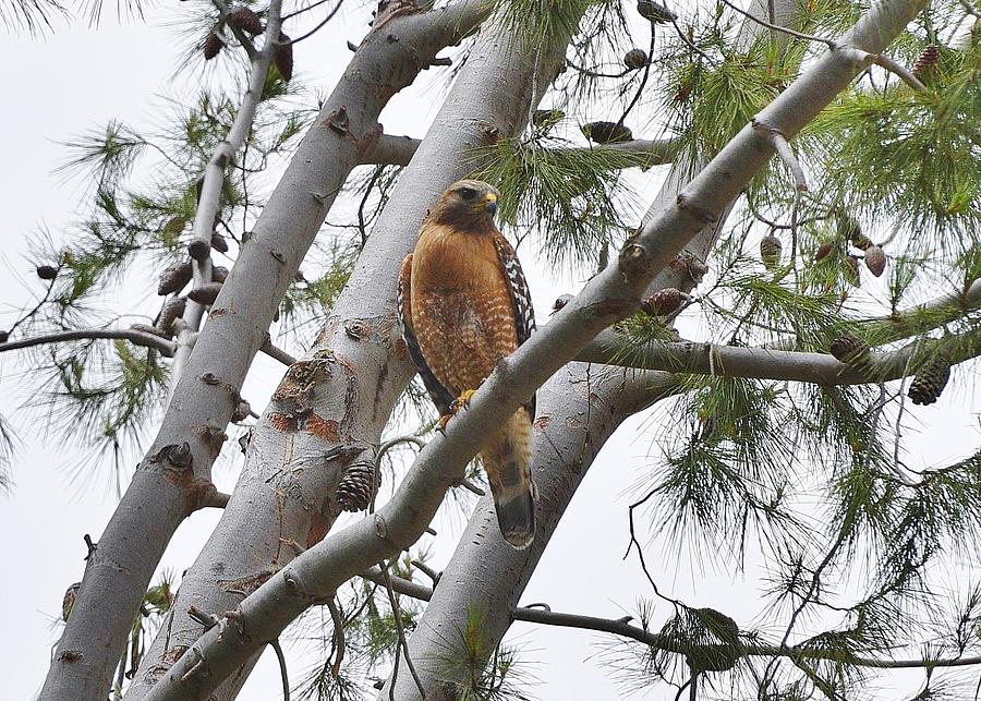 Red Shouldered Hawk on Tree Branch 1 Photograph by Linda Brody
