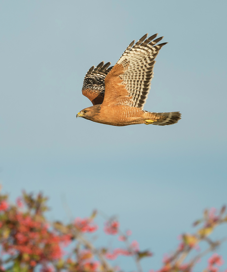 Red-shouldered Hawk over Toyon Photograph by Loree Johnson