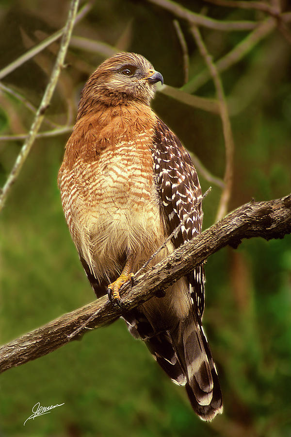 Red Shouldered Hawk Photograph by Phil Jensen