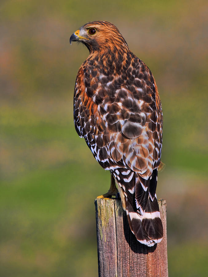 Red Shouldered Hawk Portrait Photograph by Beth Sargent