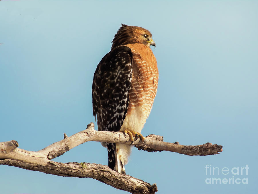 Red-Shouldered Hawk Portrait Photograph by Robert Frederick
