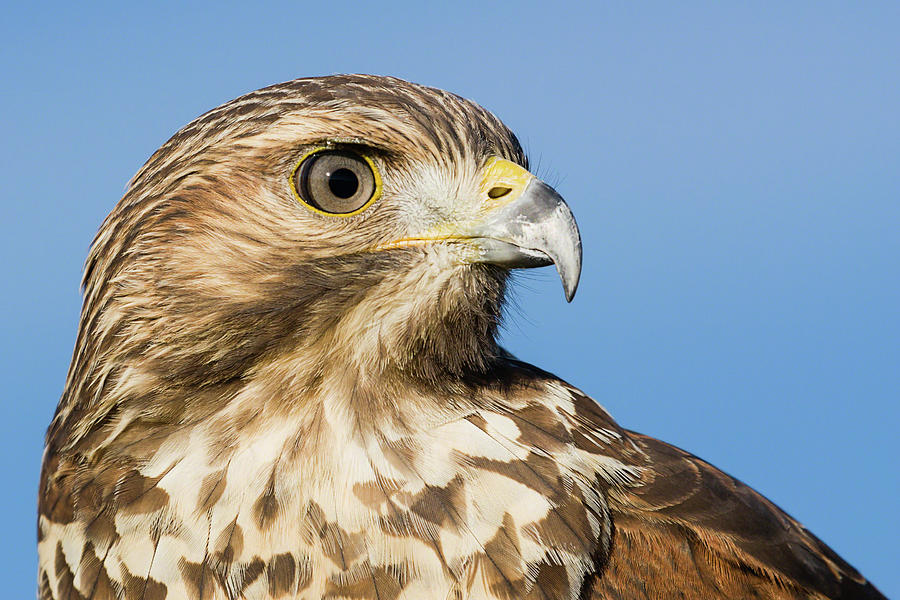 Red-shouldered Hawk Portrait - WInged Ambassador Photograph by Dawn Currie