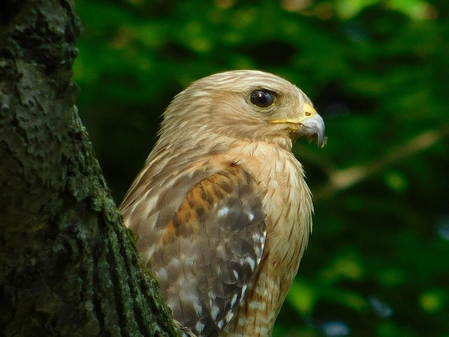 Red Shouldered Hawk Profile Ohio Photograph