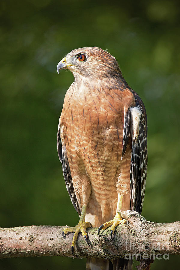 Red Shouldered Hawk Profile Photograph by Sharon McConnell