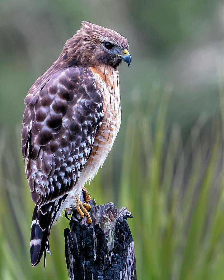 Red-Shouldered Hawk Photograph by Richard Higgins - Fine Art America