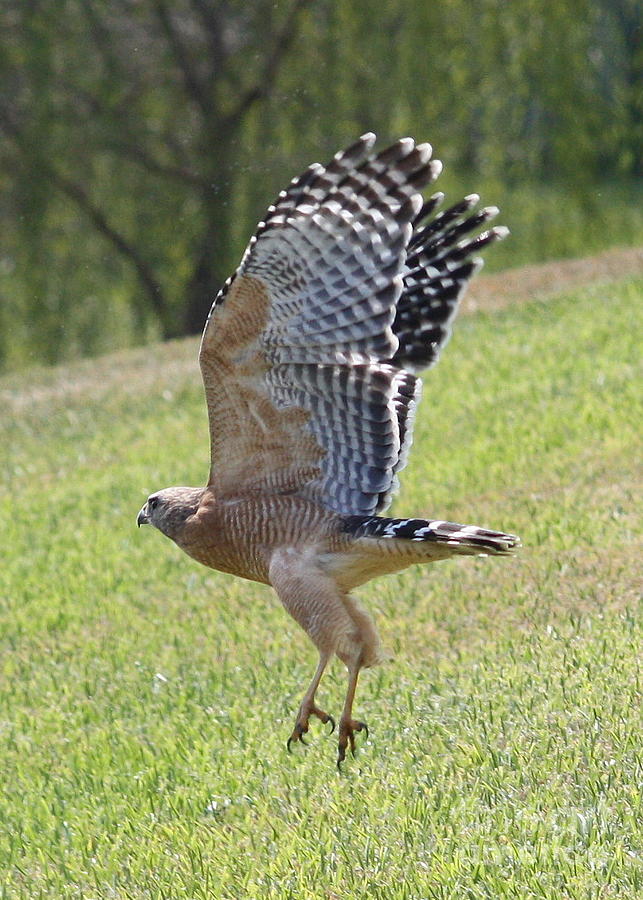 Red-Shouldered Hawk Takeoff Photograph by Carol Groenen
