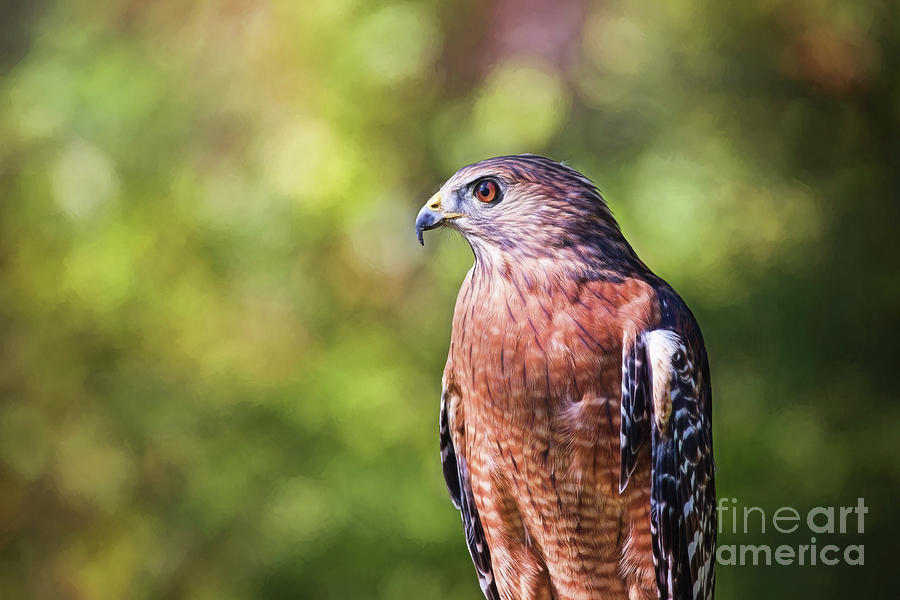 Red Shouldered Hawk Up Close Photograph by Sharon McConnell
