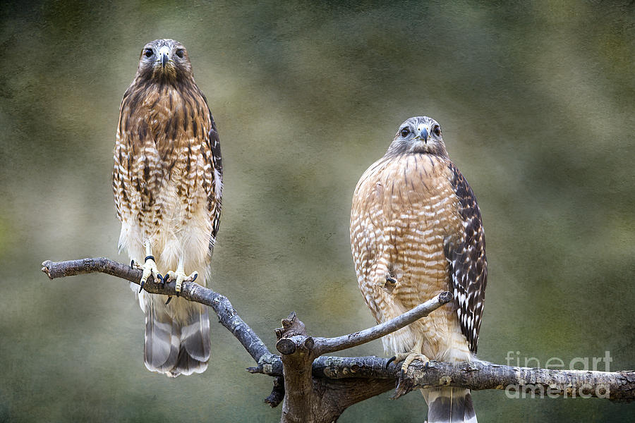 Red-shouldered Hawks Textured - Maymont Photograph by Jemmy Archer