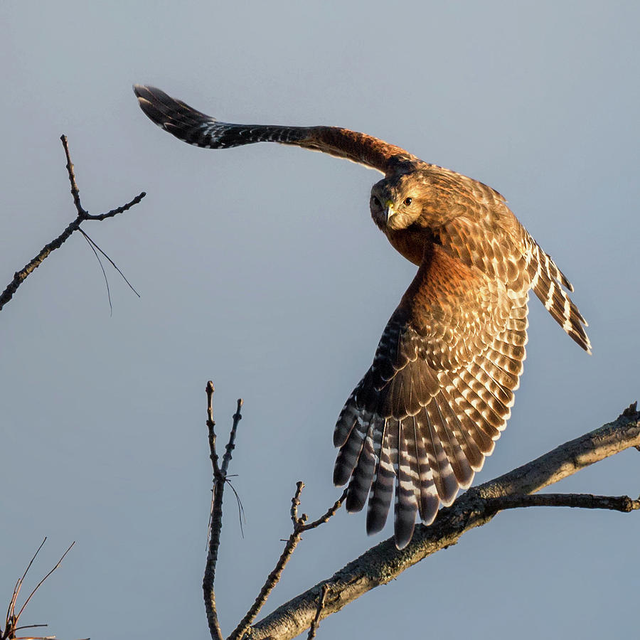Red Shoulered Hawk in Flight Square Photograph by Bill Wakeley