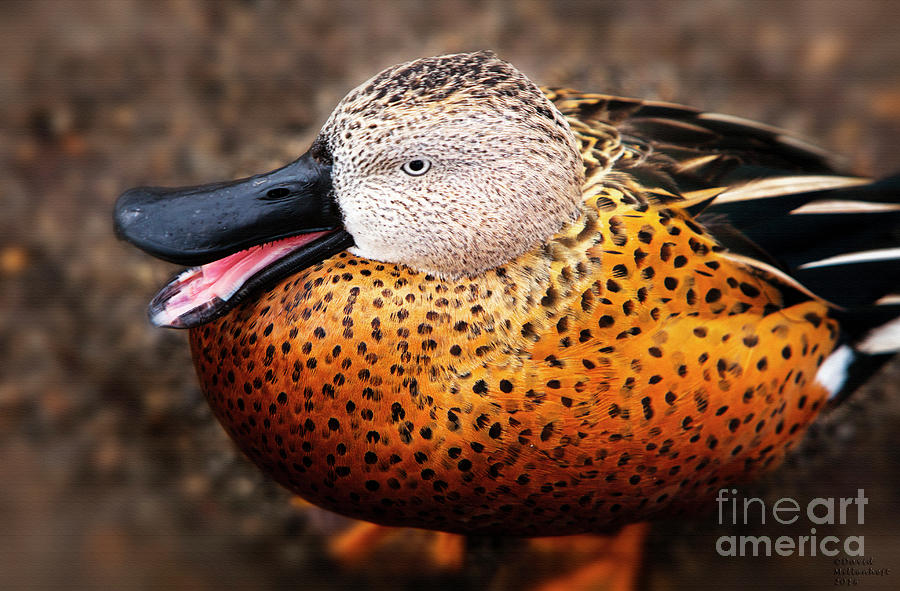 Red Shoveler Duck Photograph by David Millenheft